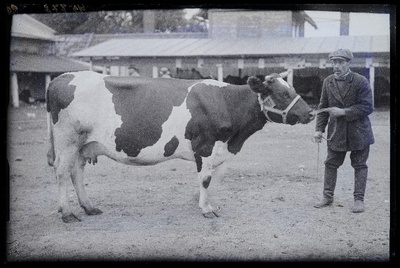 Viljandi Eesti Põllumeeste Seltsi näitus. Lehm (187) omanikuga, (negatiiv ilmutatud 27.09.1925).  duplicate photo