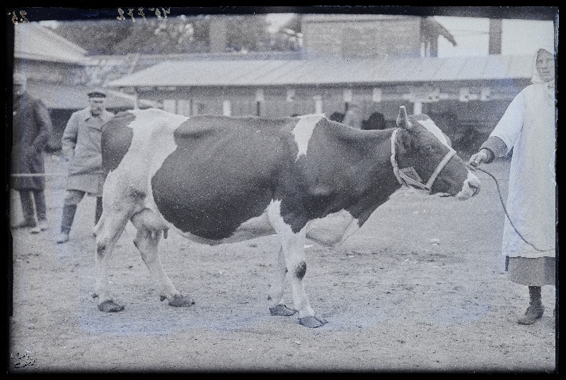 Viljandi Eesti Põllumeeste Seltsi näitus. Lehm omanikuga, (negatiiv ilmutatud 27.09.1925).