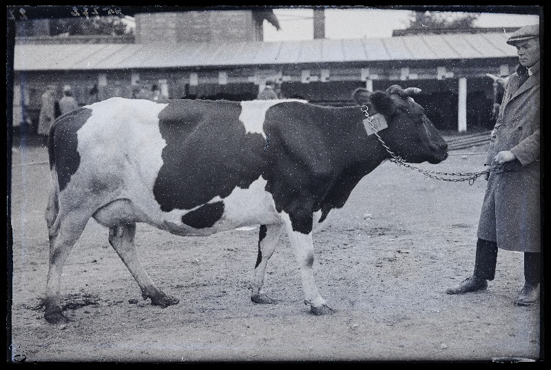 Viljandi Eesti Põllumeeste Seltsi näitus. Lehm [91] omanikuga, (negatiiv ilmutatud 27.09.1925).