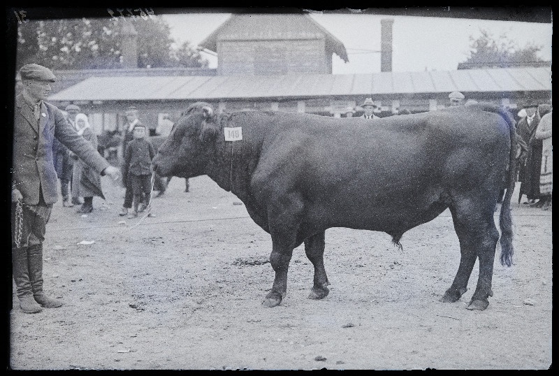 Viljandi Eesti Põllumeeste Seltsi näitus. Veis (148) omanikuga, (negatiiv ilmutatud 27.09.1925).