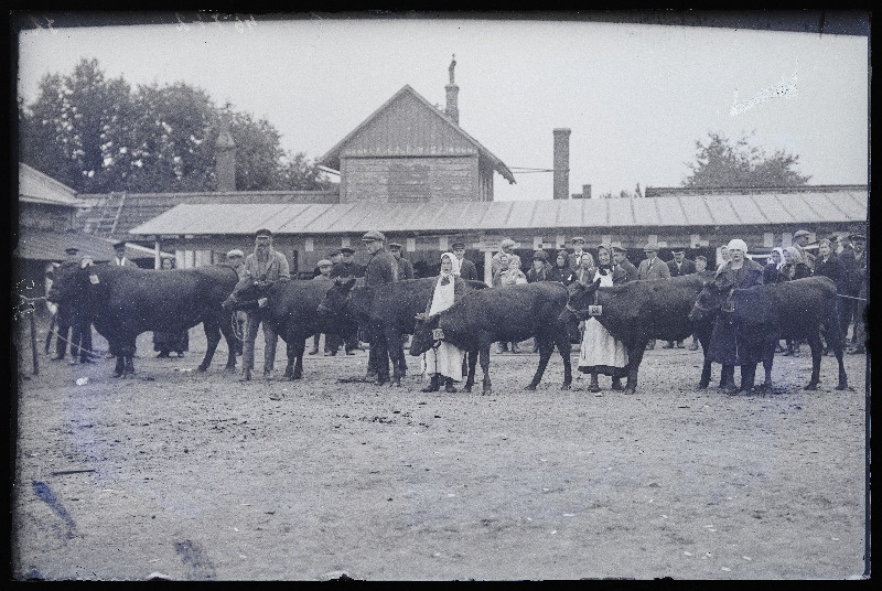 Viljandi Eesti Põllumeeste Seltsi näituse veised omanikega, (negatiiv ilmutatud 27.09.1925).