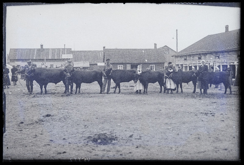 Viljandi Eesti Põllumeeste Seltsi näituse veised omanikega, (negatiiv ilmutatud 27.09.1925).