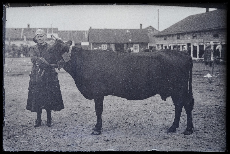 Viljandi Eesti Põllumeeste Seltsi näitus. Lehm (167, 168) omanikuga, (negatiiv ilmutatud 27.09.1925).