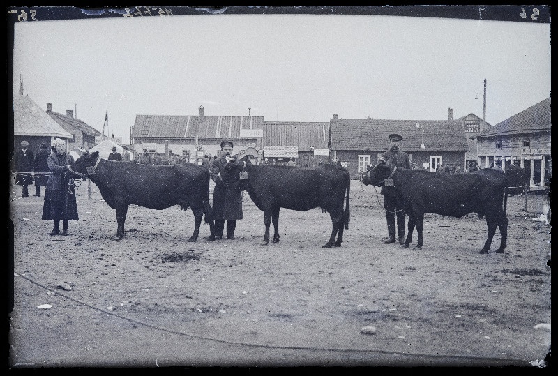 Viljandi Eesti Põllumeeste Seltsi näitus. Lehmad (168, 169, 170) omanikega, (negatiiv ilmutatud 27.09.1925).