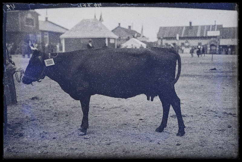 Viljandi Eesti Põllumeeste Seltsi näitus. Angleri tõugu lehm (180), (negatiiv ilmutatud 27.09.1925).