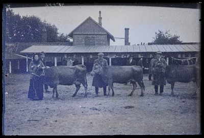Viljandi Eesti Põllumeeste Seltsi näitus. Lehmad (123, 124, 125) omanikega, (negatiiv ilmutatud 27.09.1925).  duplicate photo