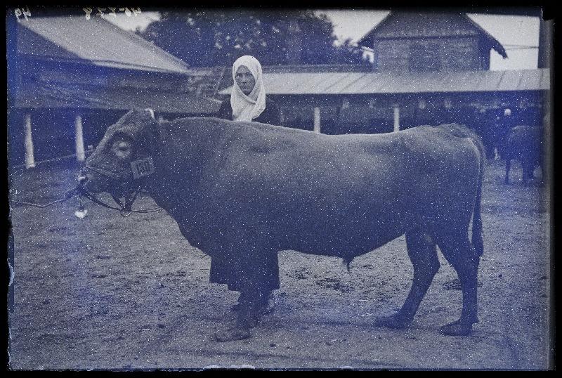 Viljandi Eesti Põllumeeste Seltsi näitus. Veis (130) omanikuga, (negatiiv ilmutatud 27.09.1925).
