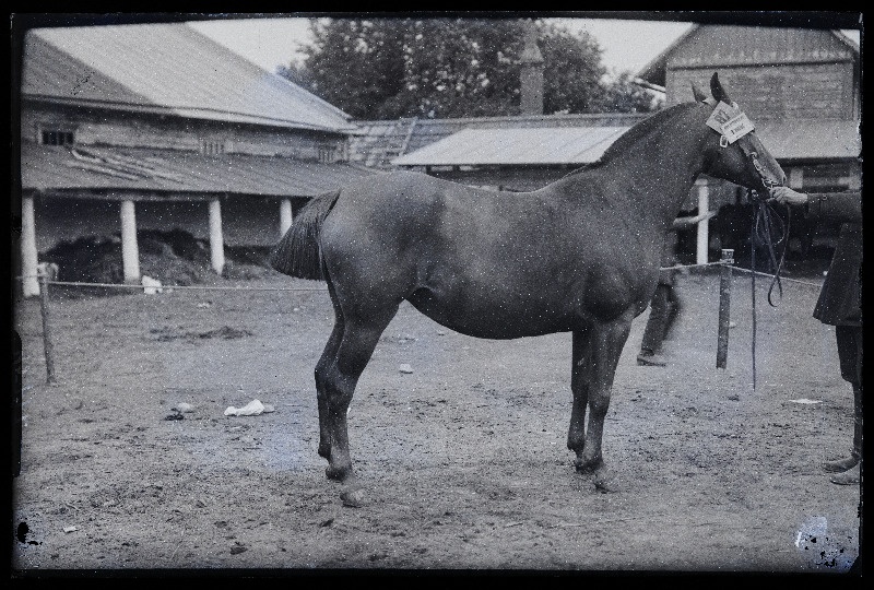 Viljandi Eesti Põllumeeste Seltsi näitus. Auhinnatud hobune (87) omanikuga, (negatiiv ilmutatud 27.09.1925).