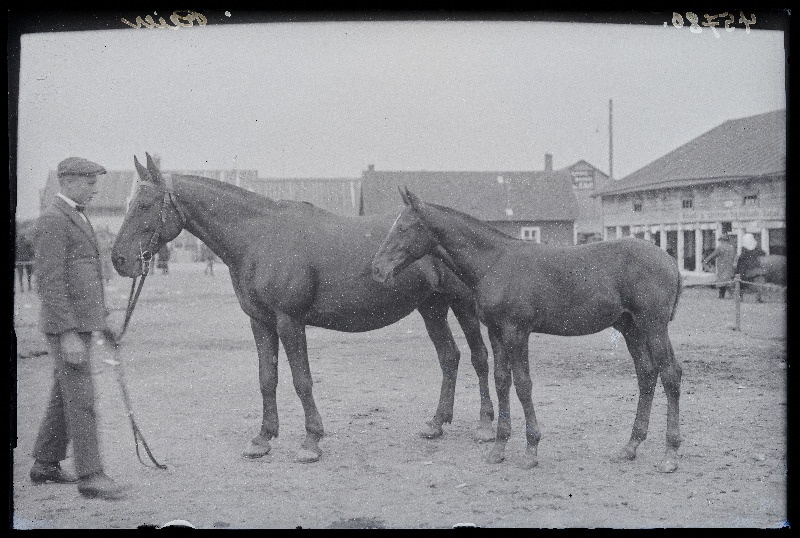 Viljandi Eesti Põllumeeste Seltsi näitus. Reier kahe hobusega, (negatiiv ilmutatud 27.09.1925).