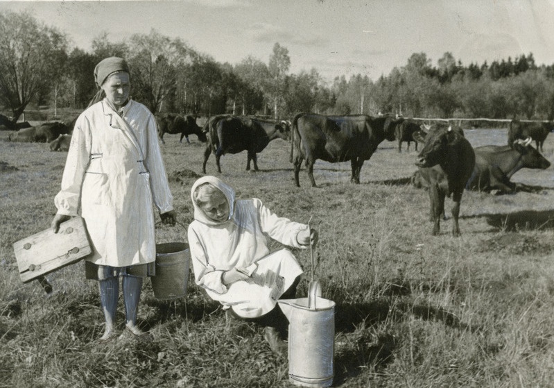 Kolhoosi piimafarmi juhataja A.Naelaste(paremal) kontrollib väljalüpsi lehmadelt, mis on kinnitatud O.Junolainenile
