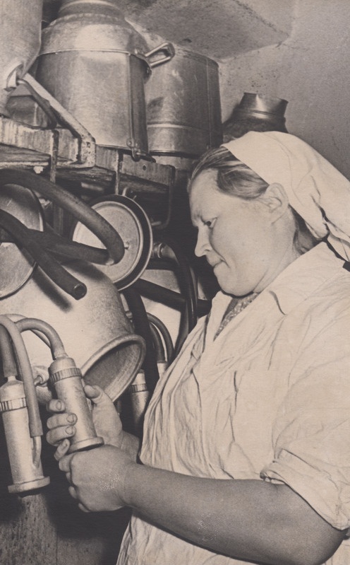 Kolhoosi eesrindlik lüpsja V.Lentsman valmistub lüpsiks