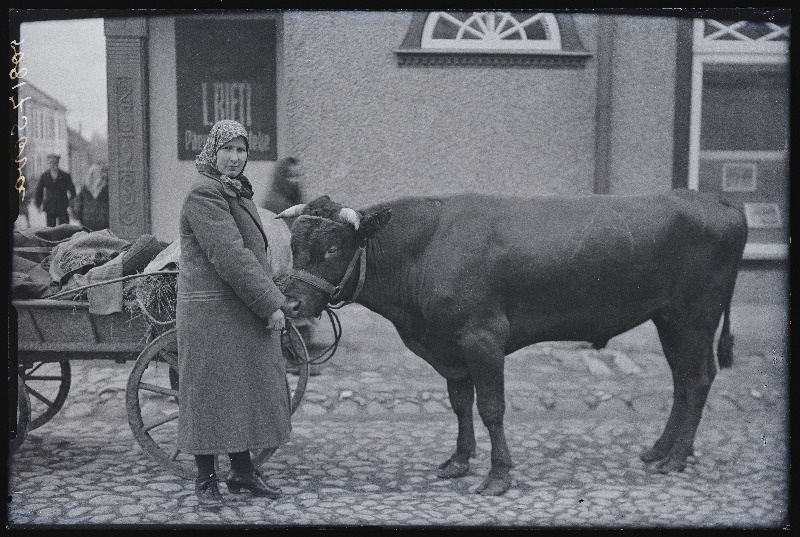 Talunaine Sova härjaga fotograaf Jaan Rieti ateljeemaja juures Koidu (Harjutuse) tänaval.