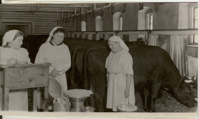 foto, Udeva sovhoosi brigadir A.Kont lüpsjatelt lüpsi vastu võtmas 1952.a.