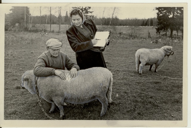 foto, jäära ülevaatus Punase Tähe kolhoosis Türi rajoonis 1953.a.