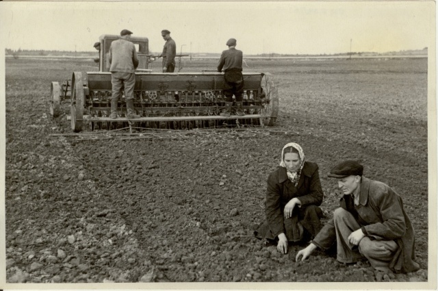 foto, külvi kvaliteedi kontrollimine Edasi kolhoosis 1953.a.