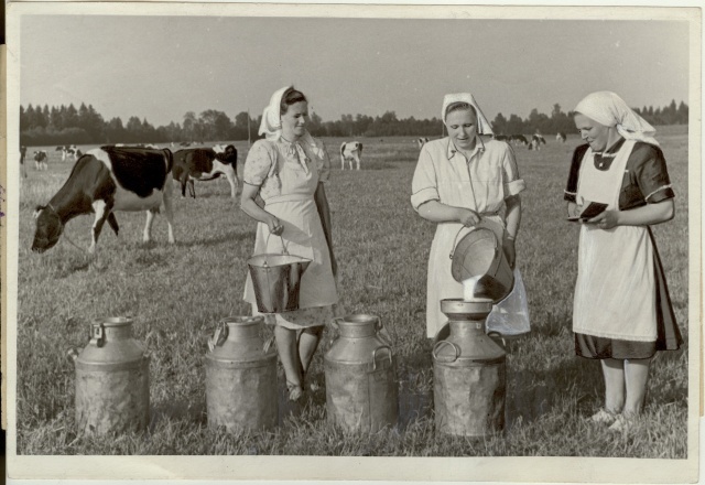 foto, piima vastuvõtt Lenini-nimelises kolhoosis 1953.a.