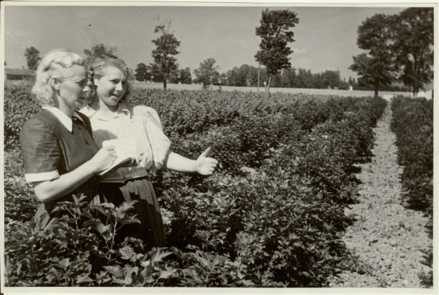 foto, marjapõõsaste olukorra kontrollimine Kalevipoja kolhoosis 1953.a.
