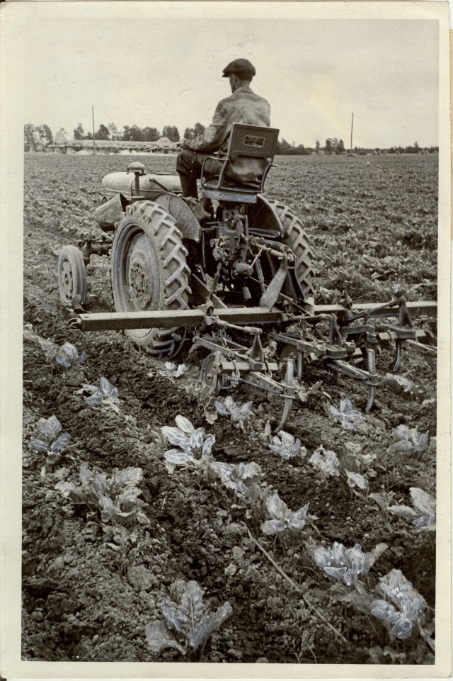 foto, söödapeedi vaheltharimine Udeva sovhoosis 1954.a.