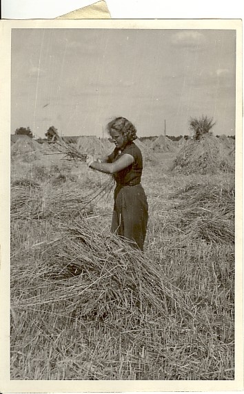 foto, rukkivihke köitmas Kungla kolhoosis 1955.a.