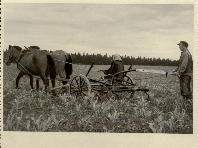 foto, maisiridade vaheltharimine Käravete sovhoosis 1955.a.