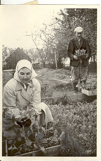 foto, kapsataimede lavadest väljavõtmine Türi rajooni Edu kolhoosis 1955.a.