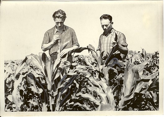 foto, Molotovi-nim. kolhoosi esimees Lieberg maisipõllul 1955.a.