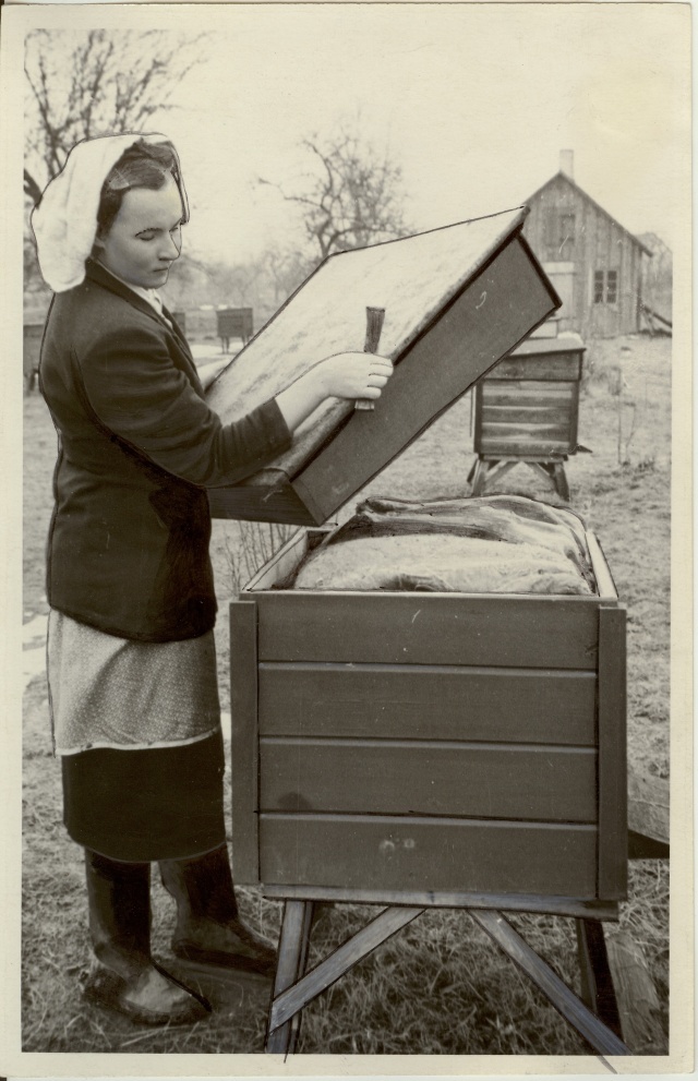 foto, Leninliku Tee kolhoosi mesilas 1955.a.