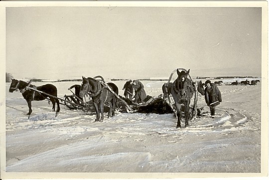 foto, sõnnikuvedu Viisu sovhoosis 1955.a.