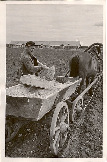 foto, jaroviseeritud kartulite põllu väetamine Kaardiväelase kolhoosis 1957.a.