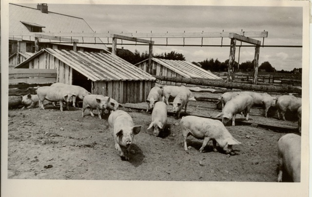foto, sigade suvelaager Tapa rajooni Sädeme kolhoosis 1957.a.