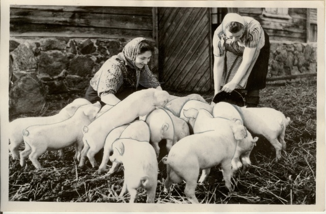 foto, Estonia kolhoosi seatalitajad söödavad põrsaid 1957.a.