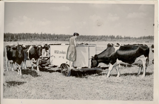 foto, Viisu sovhoosi  piimakari kultuurkarjamaal automaatjootja juures 1957.a.