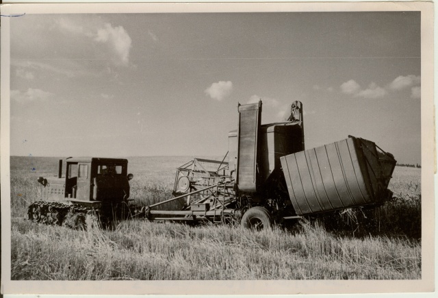 foto, nisulõikus Kärevete sovhoosis 1958.a.