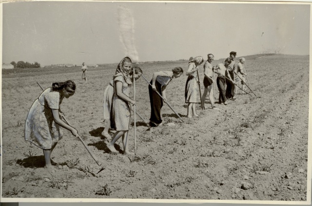 foto, Türi põllumajandustehnikumi õpilased maisi vaheltharimas 1955.a.
