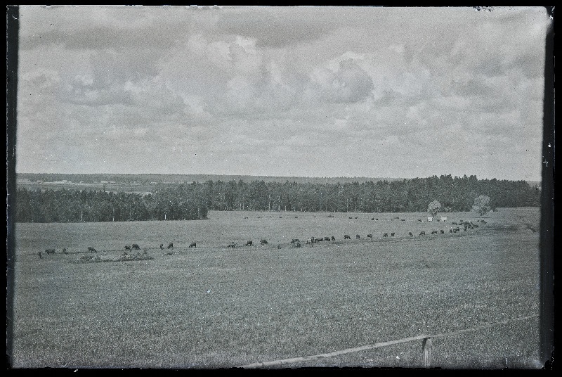 Veised karjamaal, [foto tellija Röand?].