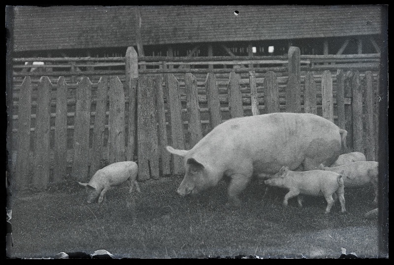 Emis põrsastega väliaedikus, [foto tellija Röand?].