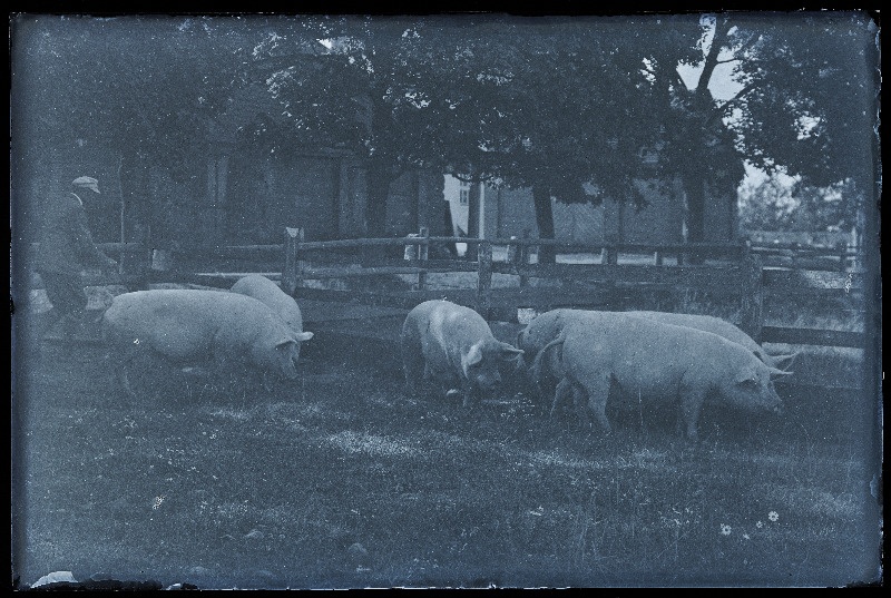 Sead (kesikud) väliaedikus, [foto tellija Röand?].