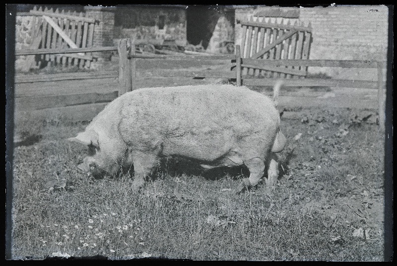 Siga väliaedikus, [foto tellija Röand?].