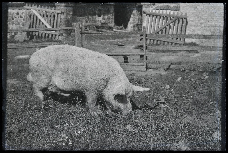 Siga väliaedikus, [foto tellija Röand?].