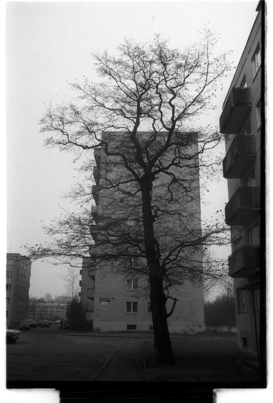 „Uuselamurajoon“ - Tallinn. Vaade raagus puule, taga A.H. Tammsaare 72 maja.