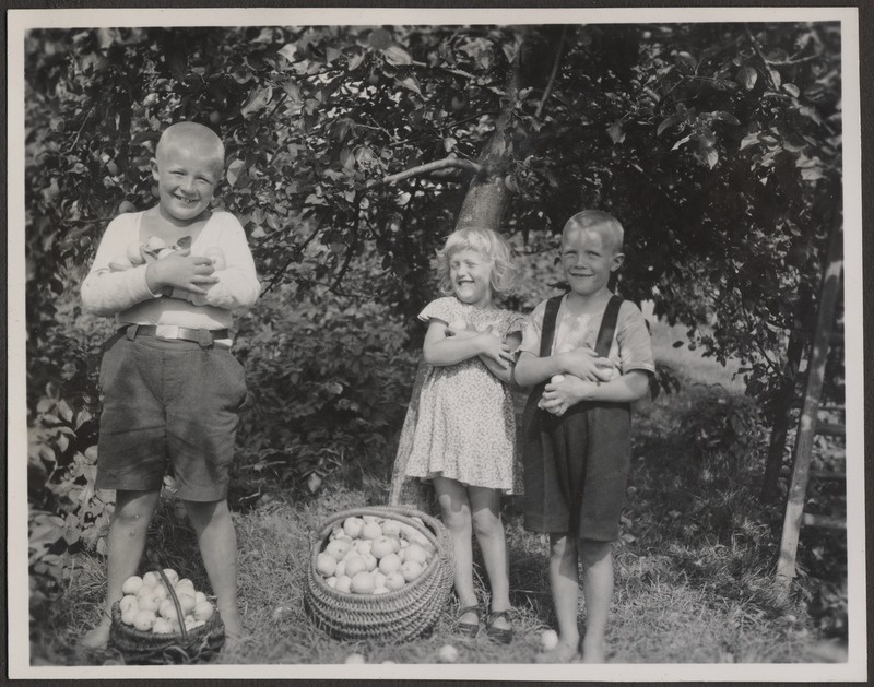 Lapsed õunu korjamas, foto Hermann Tõnissoo perealbumist