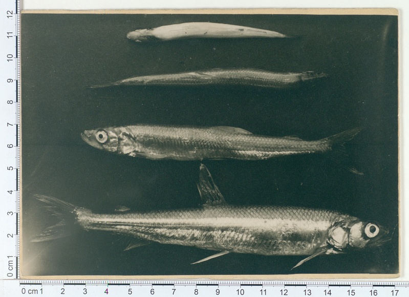 Tshutskoje ozjero (järv), kalad 1909