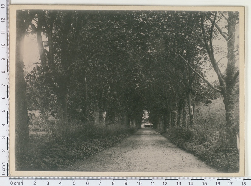 Puiestee Wilsenhofi mõisa pargis 1910