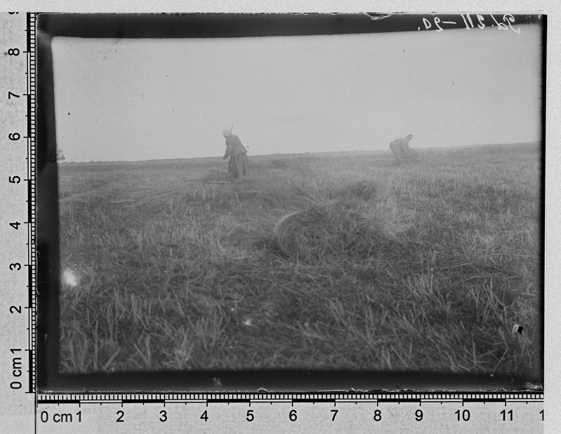 Rukkilõikajad Tamme mõisas Tartu juures 1908