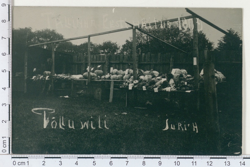 Põlluvili Tallinna "Eesti näituselt" 1909