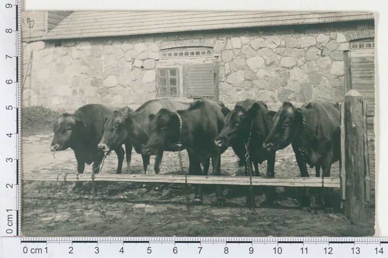 P.- Jaagupi, hr Hanseni maatõugu nudikari 1912