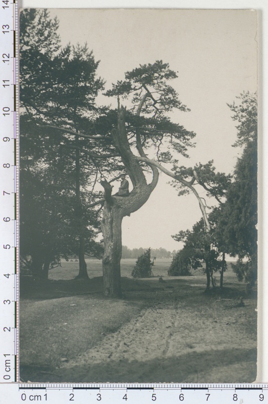 Suur mänd Vaivaras 1912