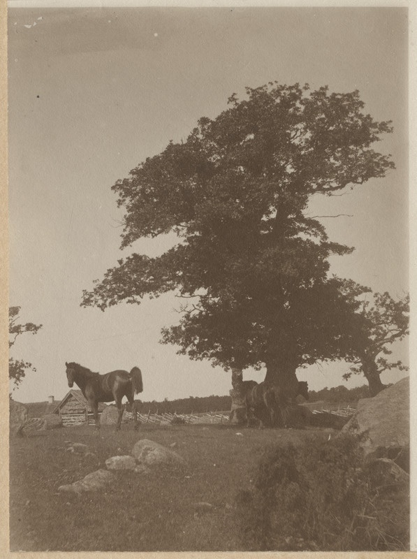 Hobused tamme juures. Taamal paistab taluhoone