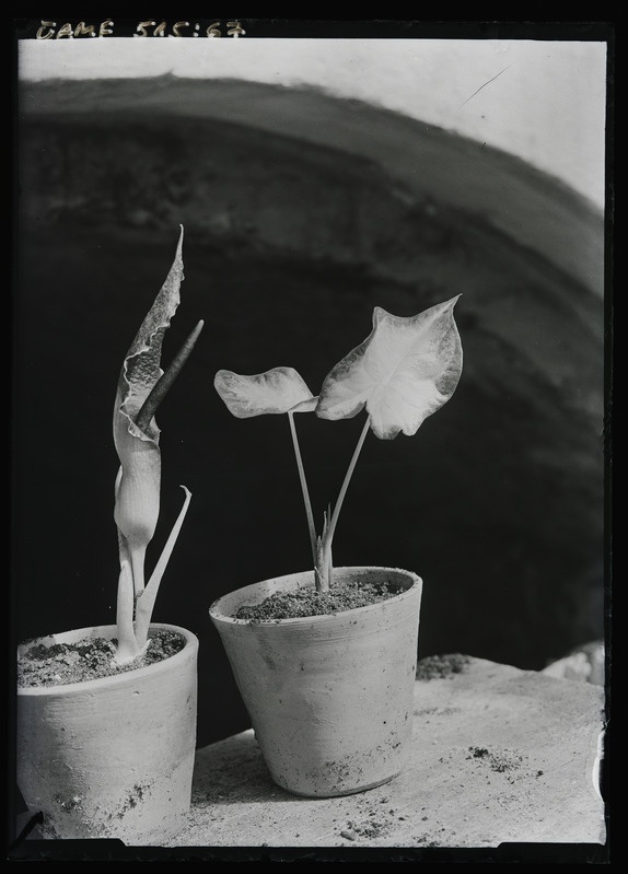 Taimed Tartu ülikooli botaanikaaias