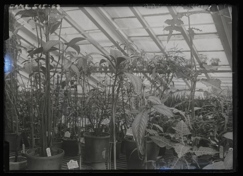 Taimed Tartu ülikooli botaanikaaias